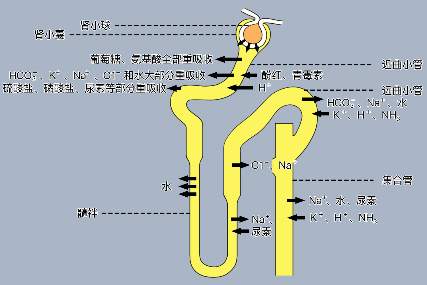 肾小管位置图图片