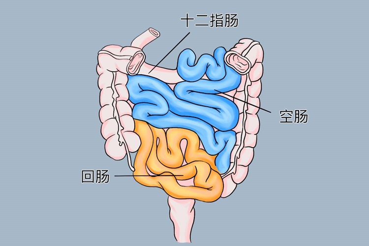 小肠解剖图