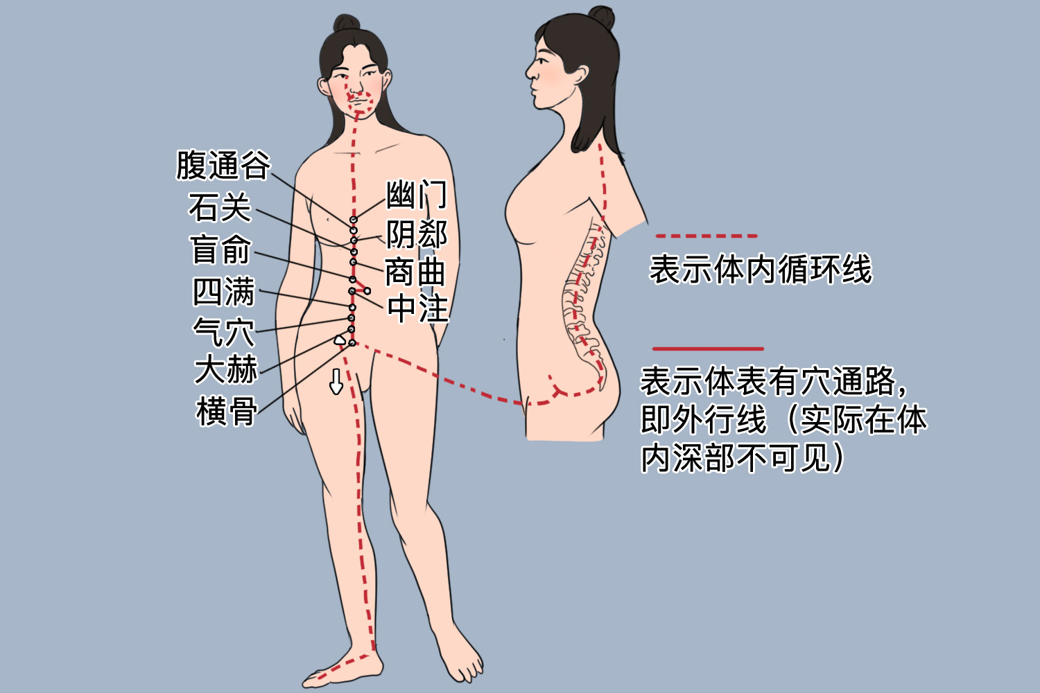 女性冲脉走向图