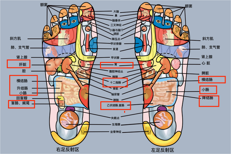 肠胃不好脚底颗粒位置图