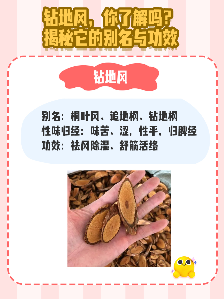 钻地风，你了解吗？揭秘它的别名与功效