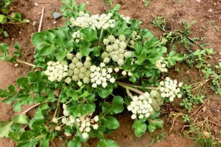 野生北沙参植株图