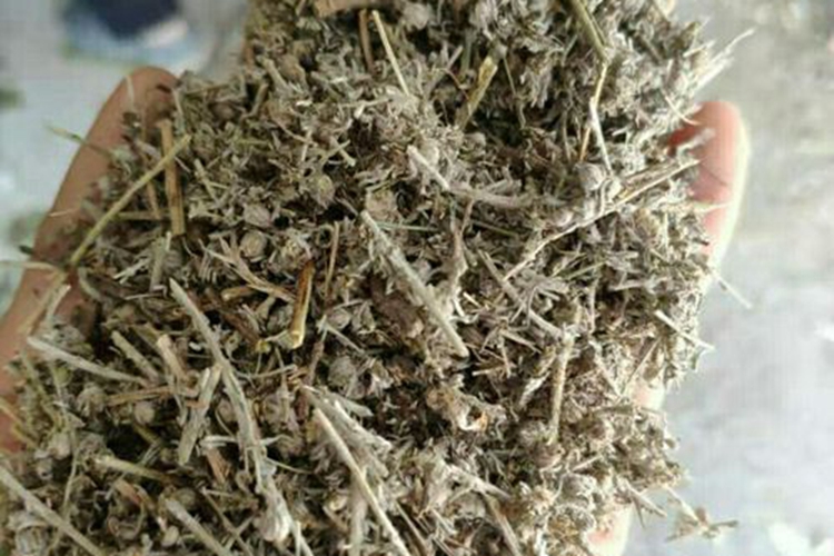 白蒿药材图 白蒿药材图