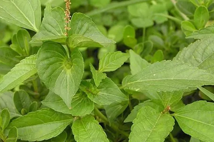 铁苋菜植株图