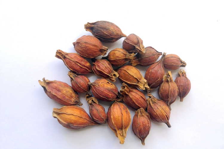 栀子药材图 栀子药材图