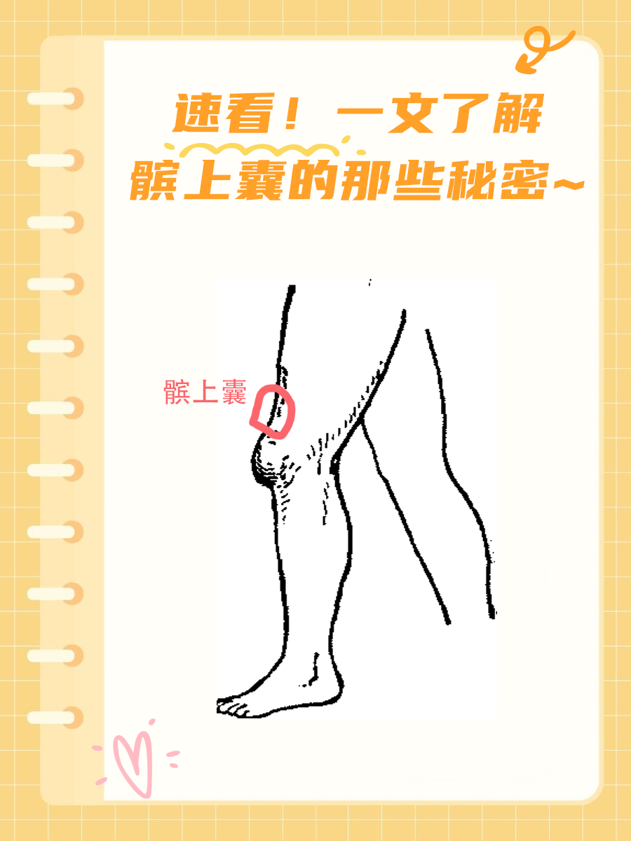 速看！一文了解髌上囊的那些秘密~