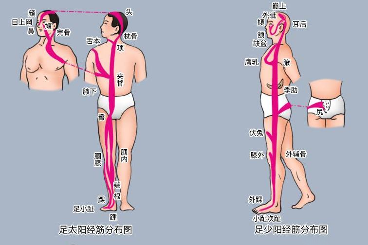 足太阳足少阳经筋分布图