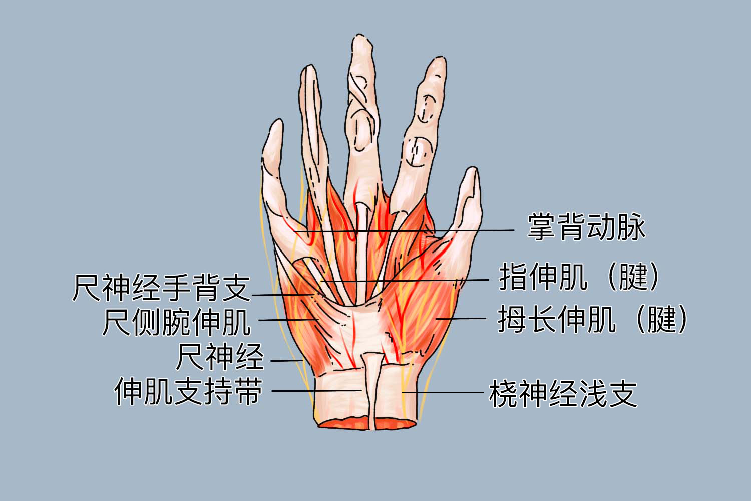 手腕桡神经浅支图 手腕桡神经浅支图