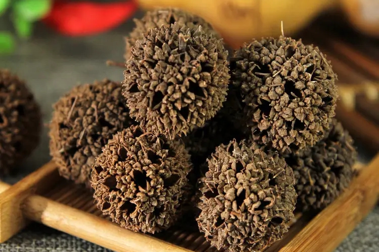 路路通药材图 路路通药材图