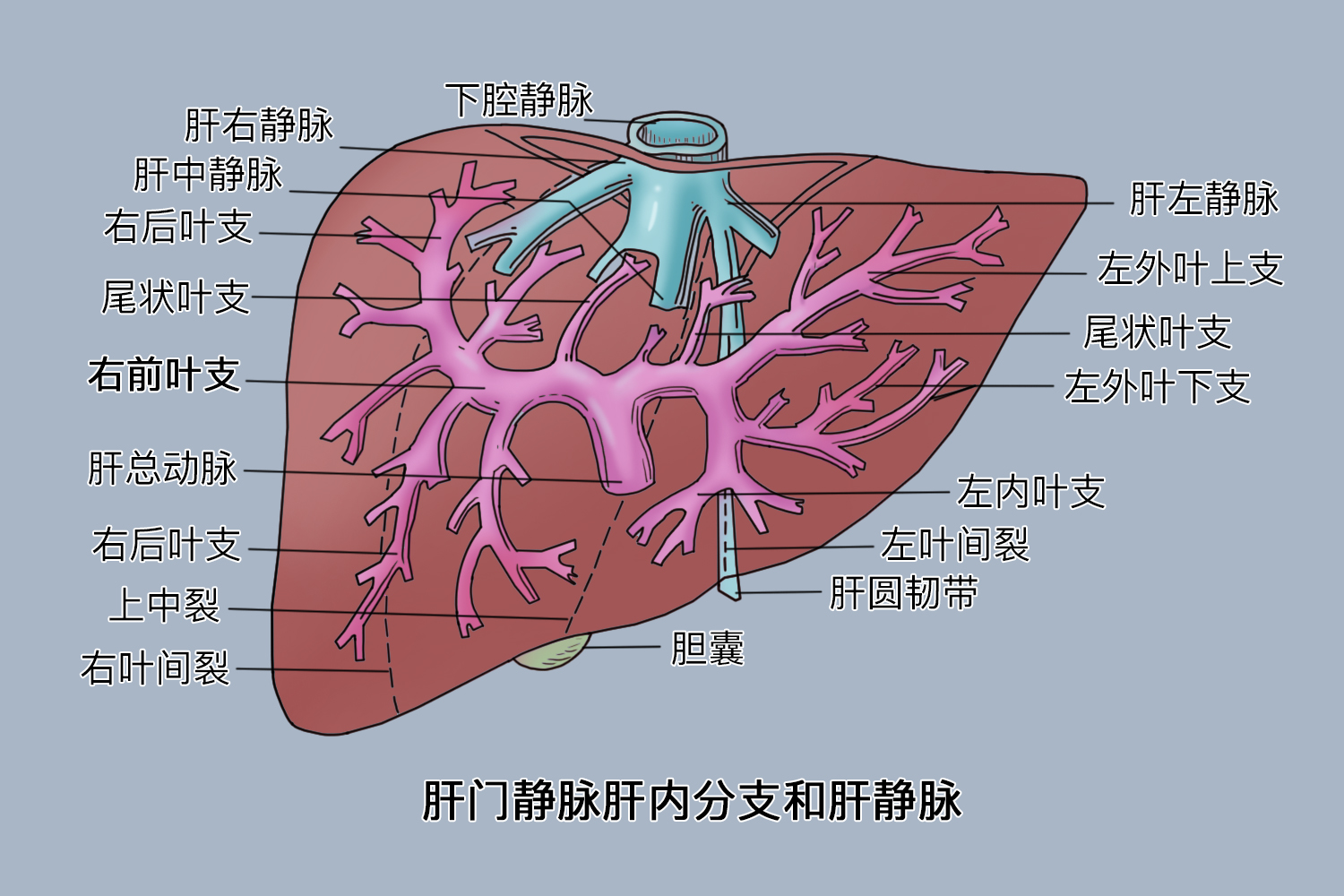 肝右动脉图片_有来医生