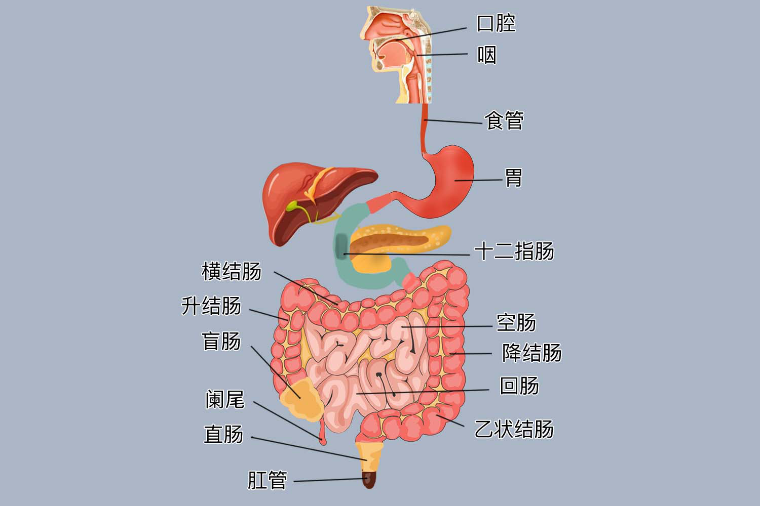 消化道图