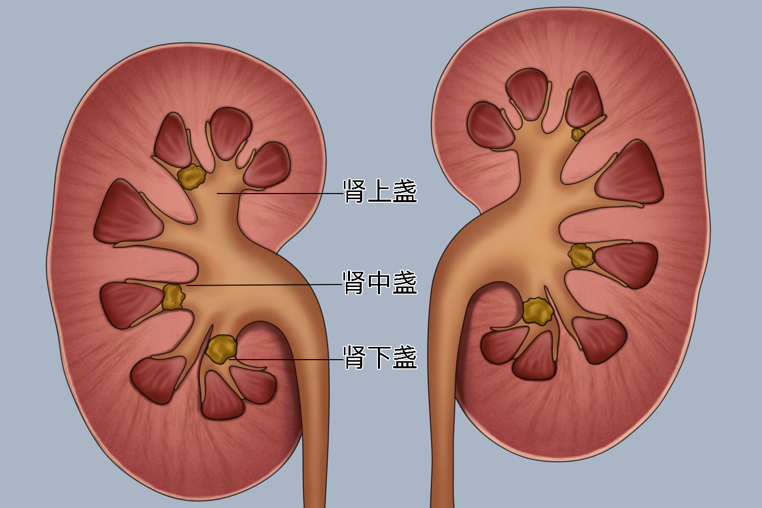 肾脏正确位置图图片