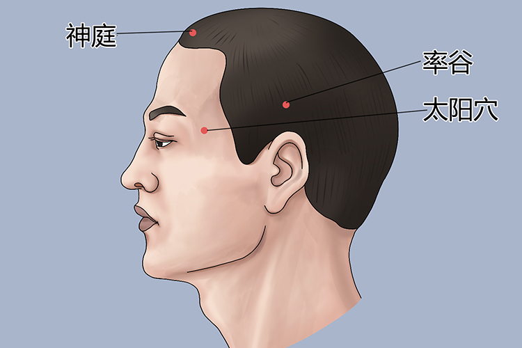 头部侧面观穴位分布图