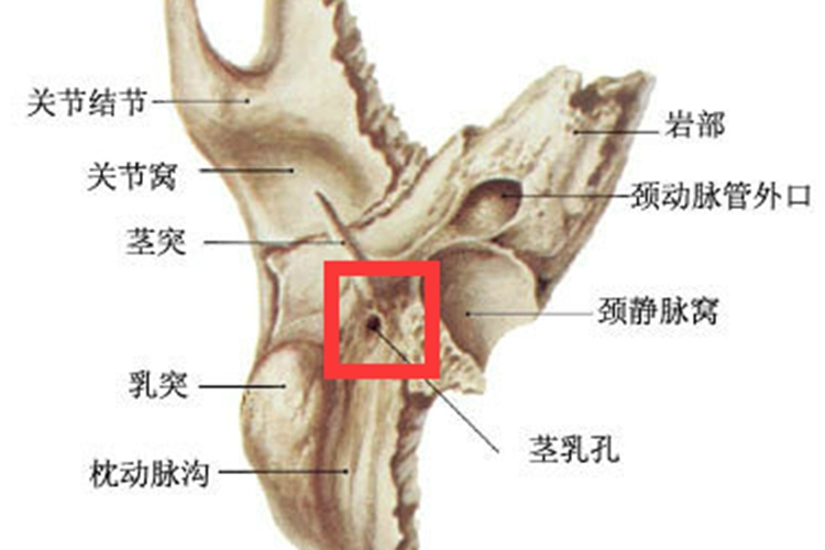 茎乳孔位置图 茎乳孔位置图