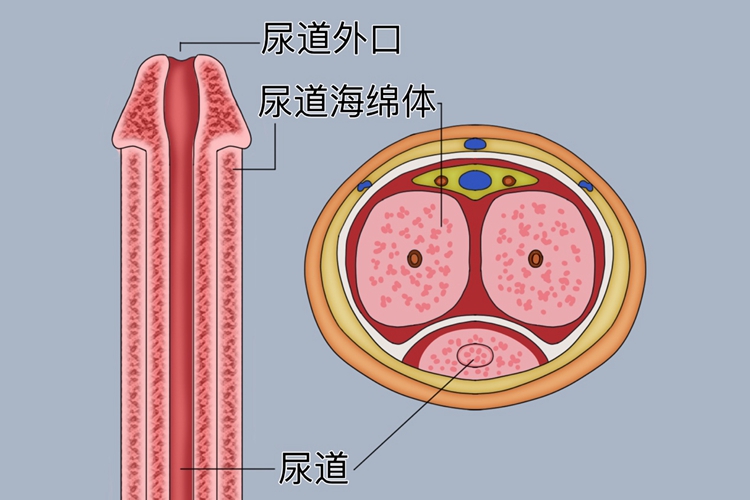 尿道外口图 尿道外口图
