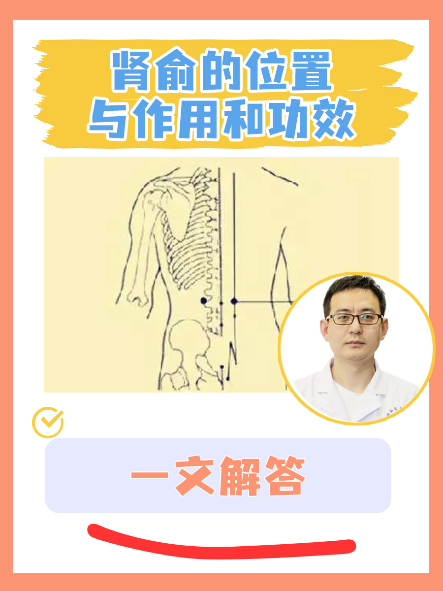 肾俞的位置与作用和功效：一文解答