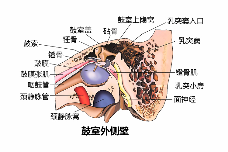 耳朵中耳构造剖面图