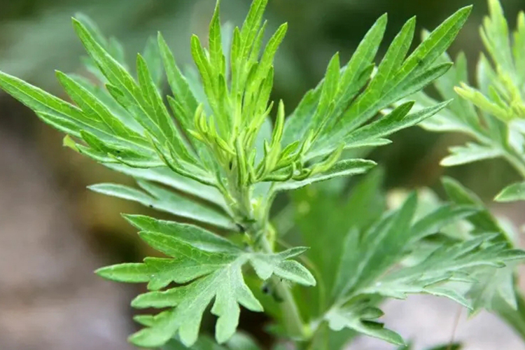 毛山猪菜植物外观图