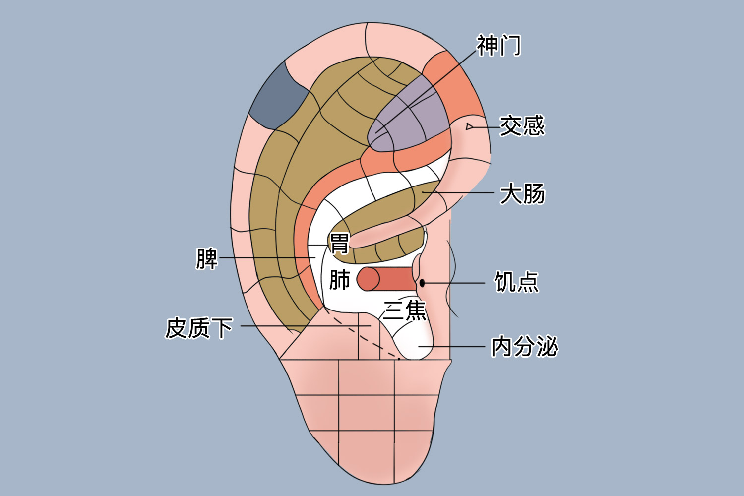 耳朵上的胃点准确图图片