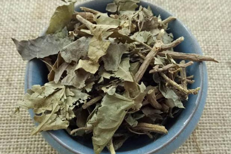 追风藤气生根外观图