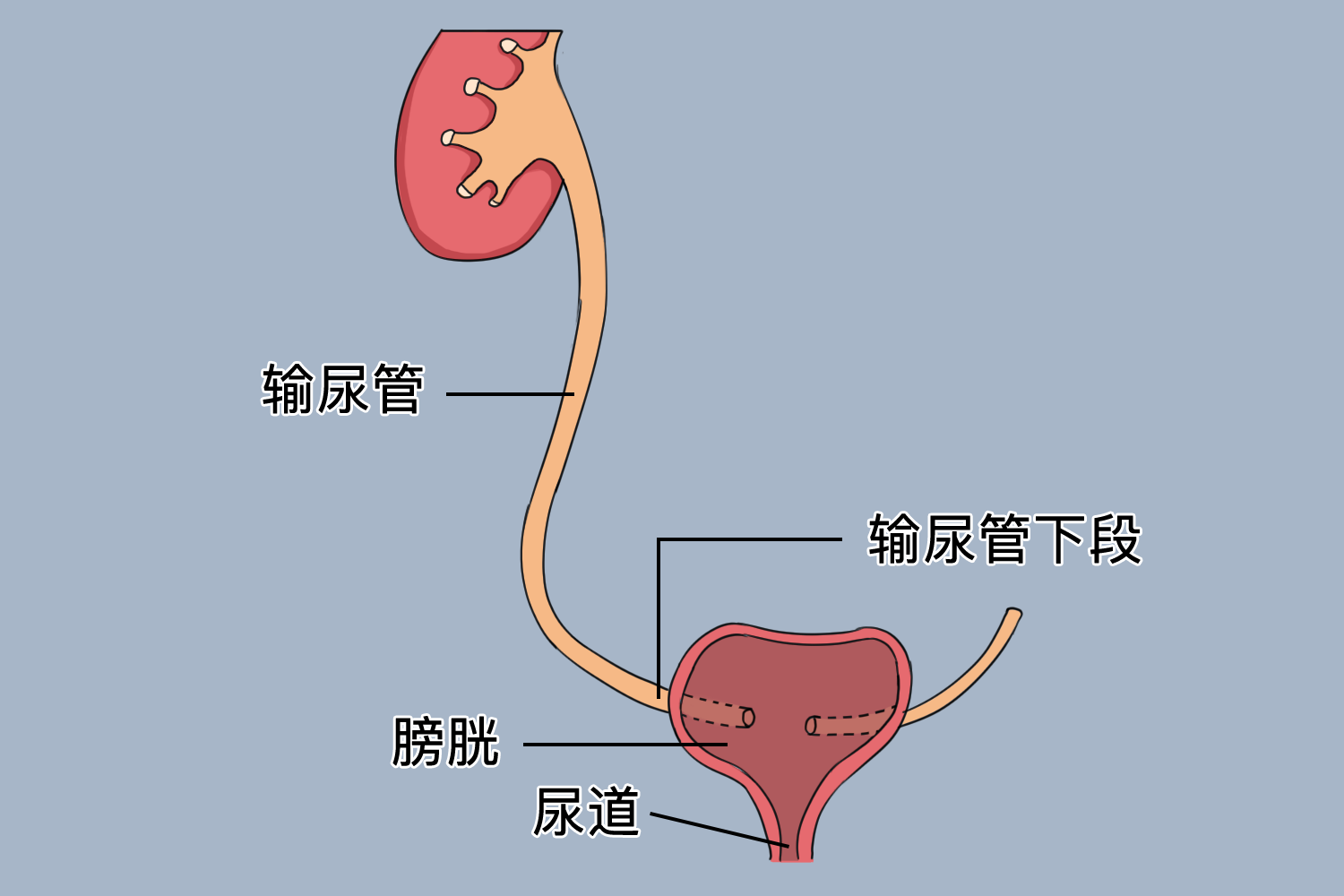 右侧输尿管下段图功能正常情况下,右侧输尿管下段
