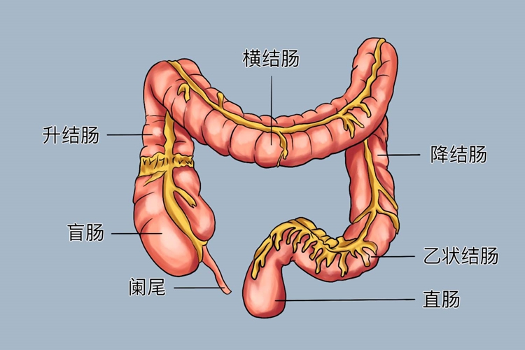大肠解剖图