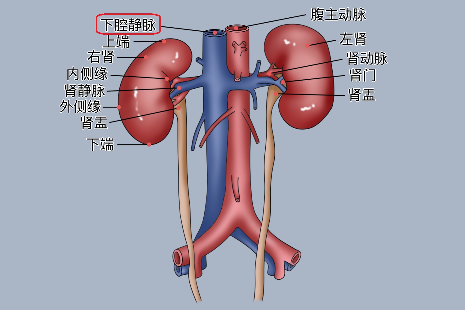 下腔静脉图 下腔静脉图