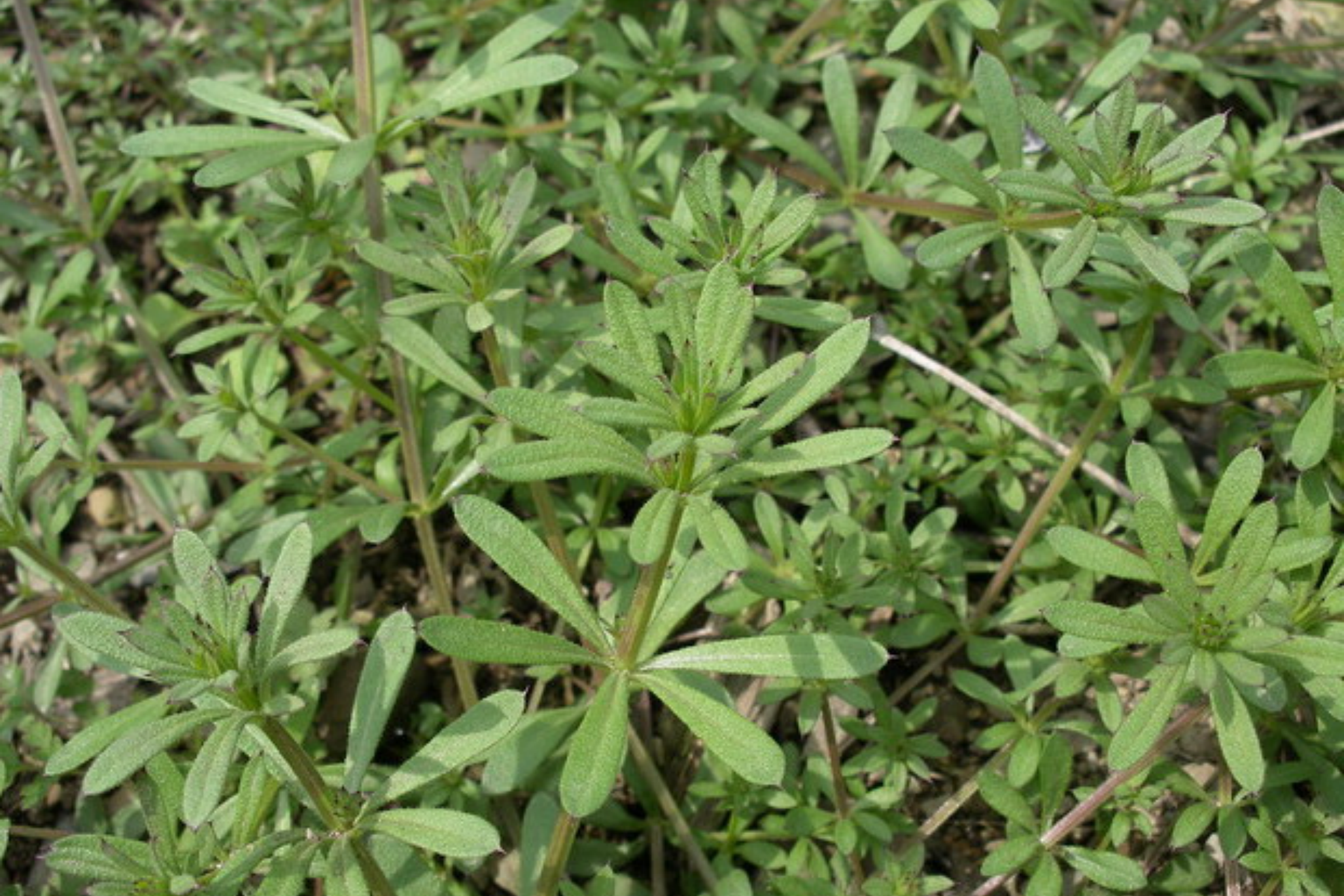 锯锯草植株图 锯锯草植株图