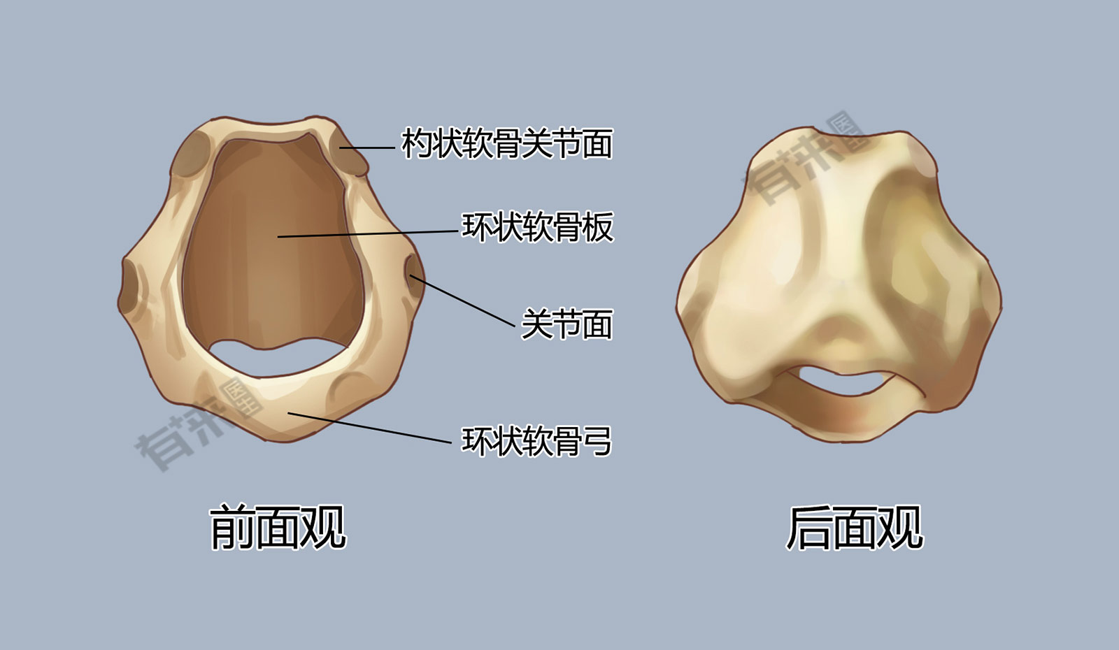 甲状软骨环状软骨图片