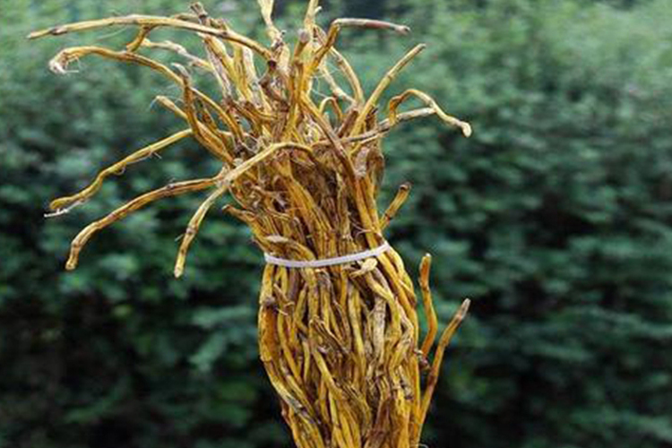 金钗石斛药材图