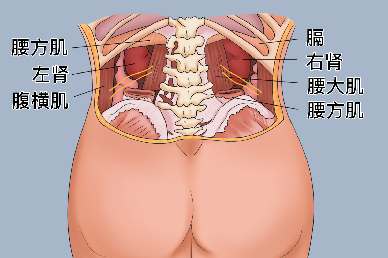 儿童肾的位置后面观图 儿童肾的位置后面观图