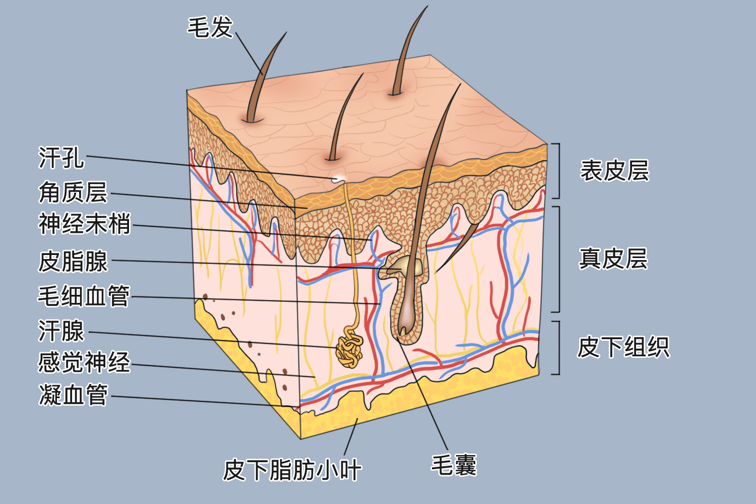 皮肤组织结构图