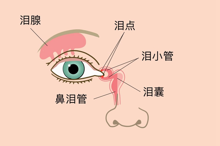 泪点位置图