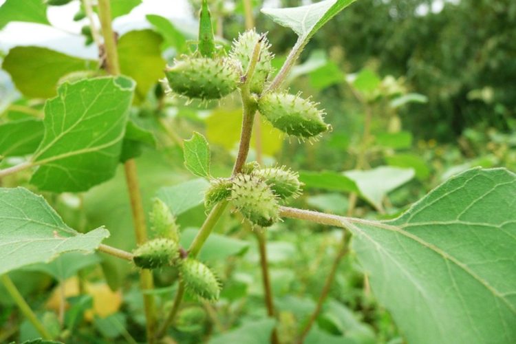 苍耳草植株图