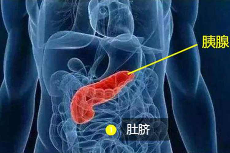 胰腺与肚脐位置关系图