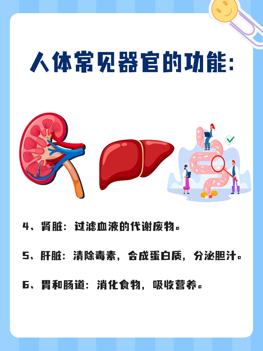 人体常见器官的功能,你知道几个?