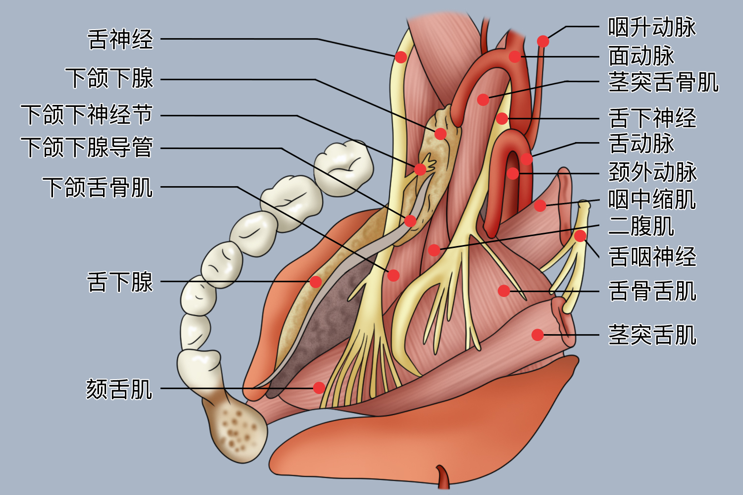 舌下区深面解剖图