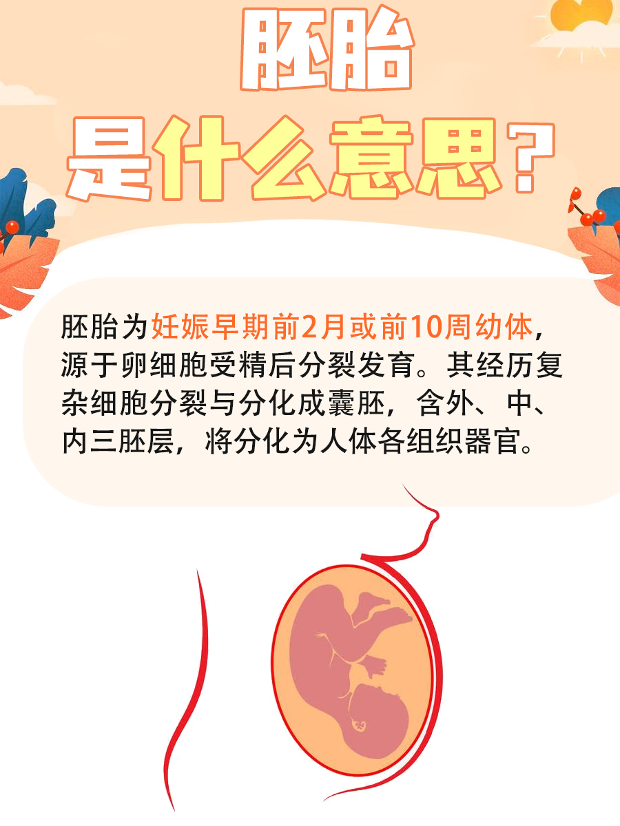 一文告诉你：胚胎是什么意思？