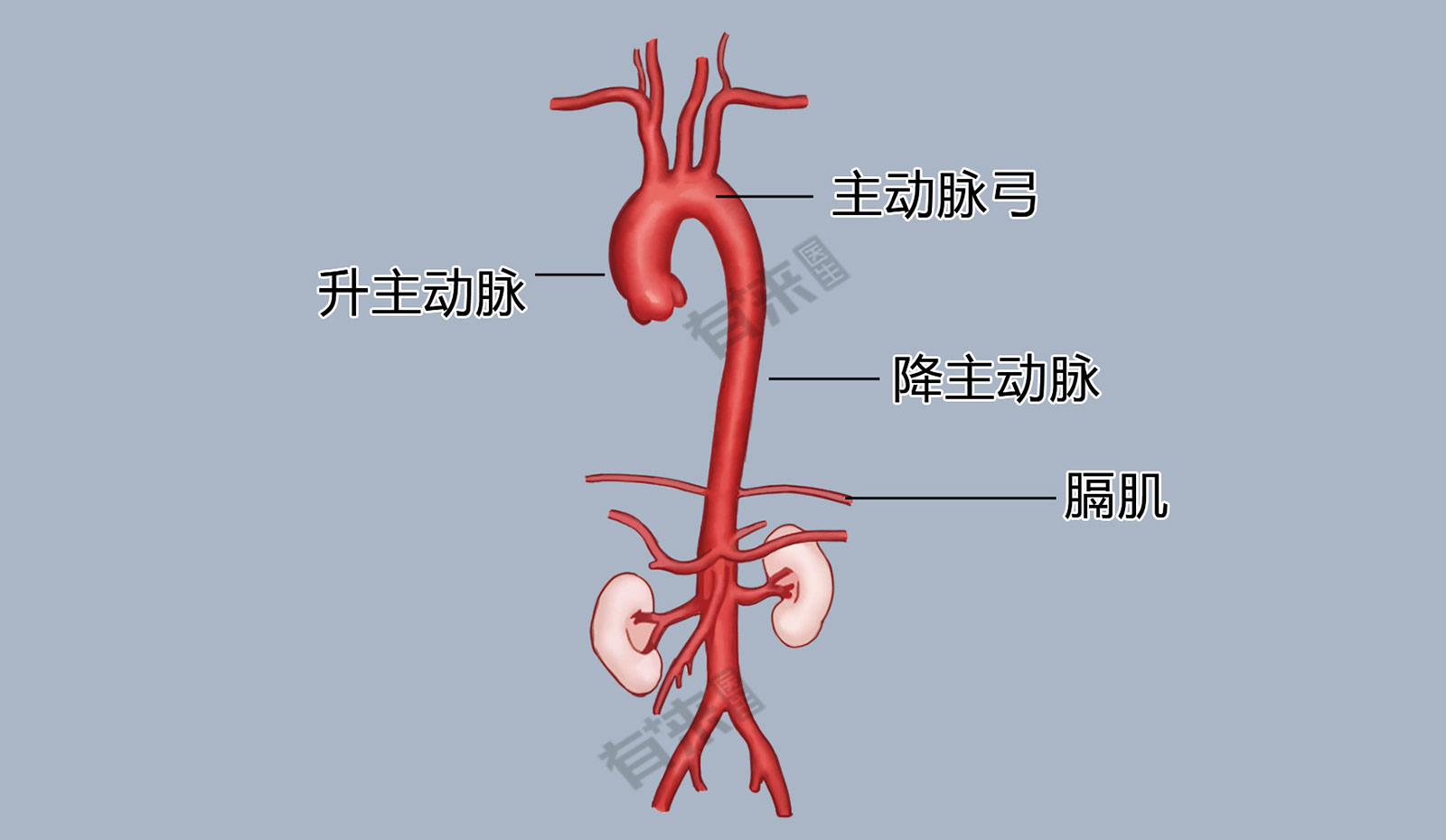 桥臂供血动脉图片