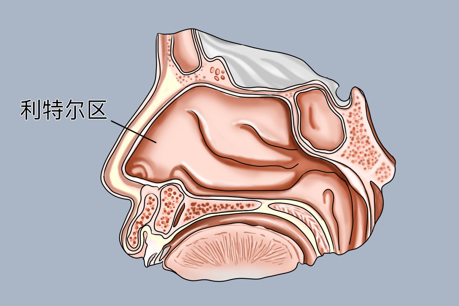 鼻中隔前下方位置图