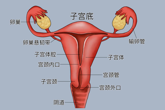 子宫附件位置图