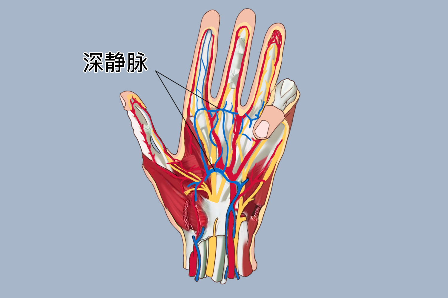 手部深静脉示意图