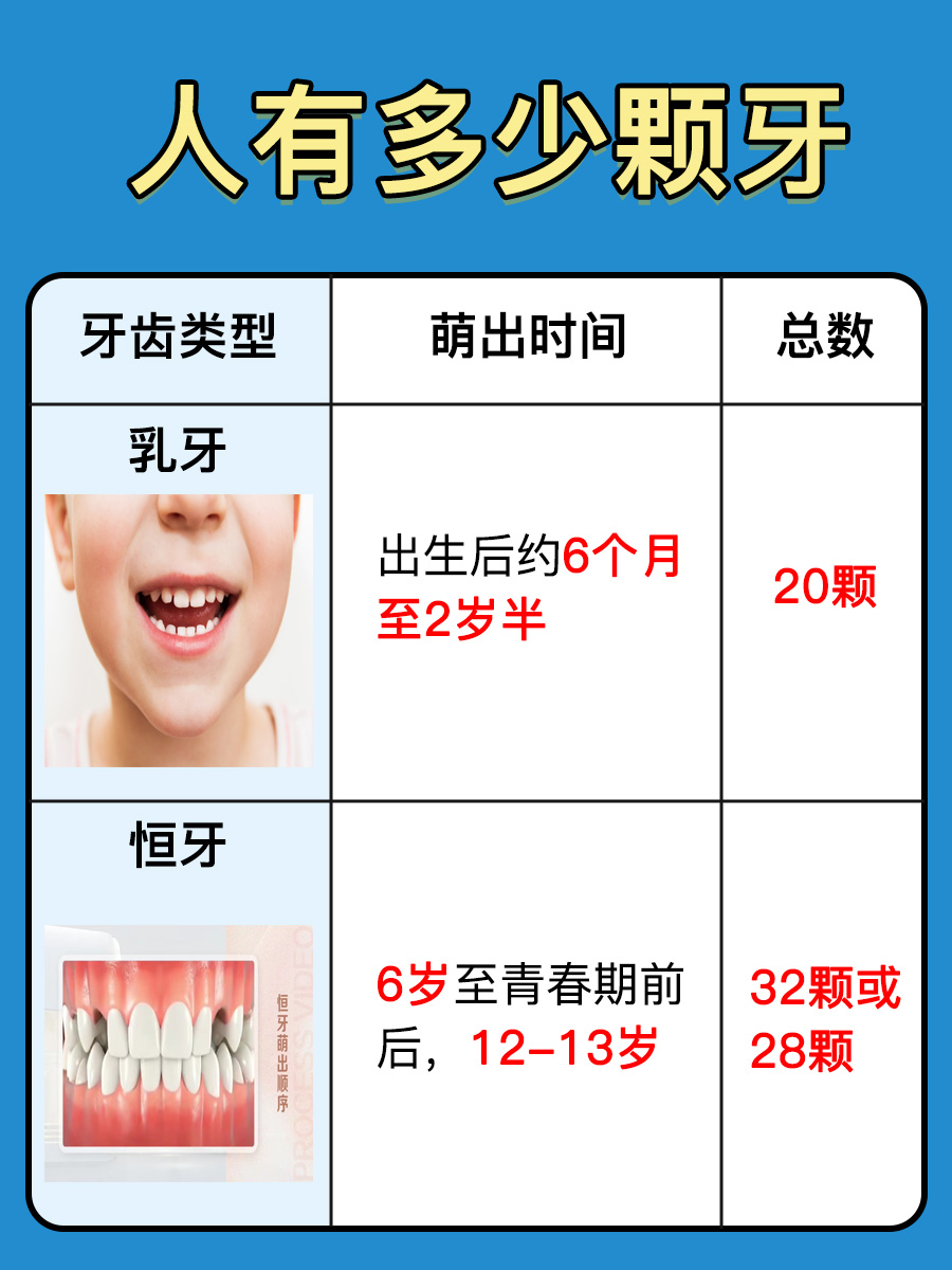 人有多少颗牙？你知道吗