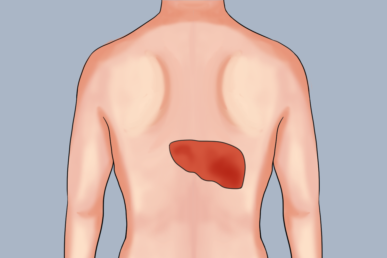 后背肝区位置图