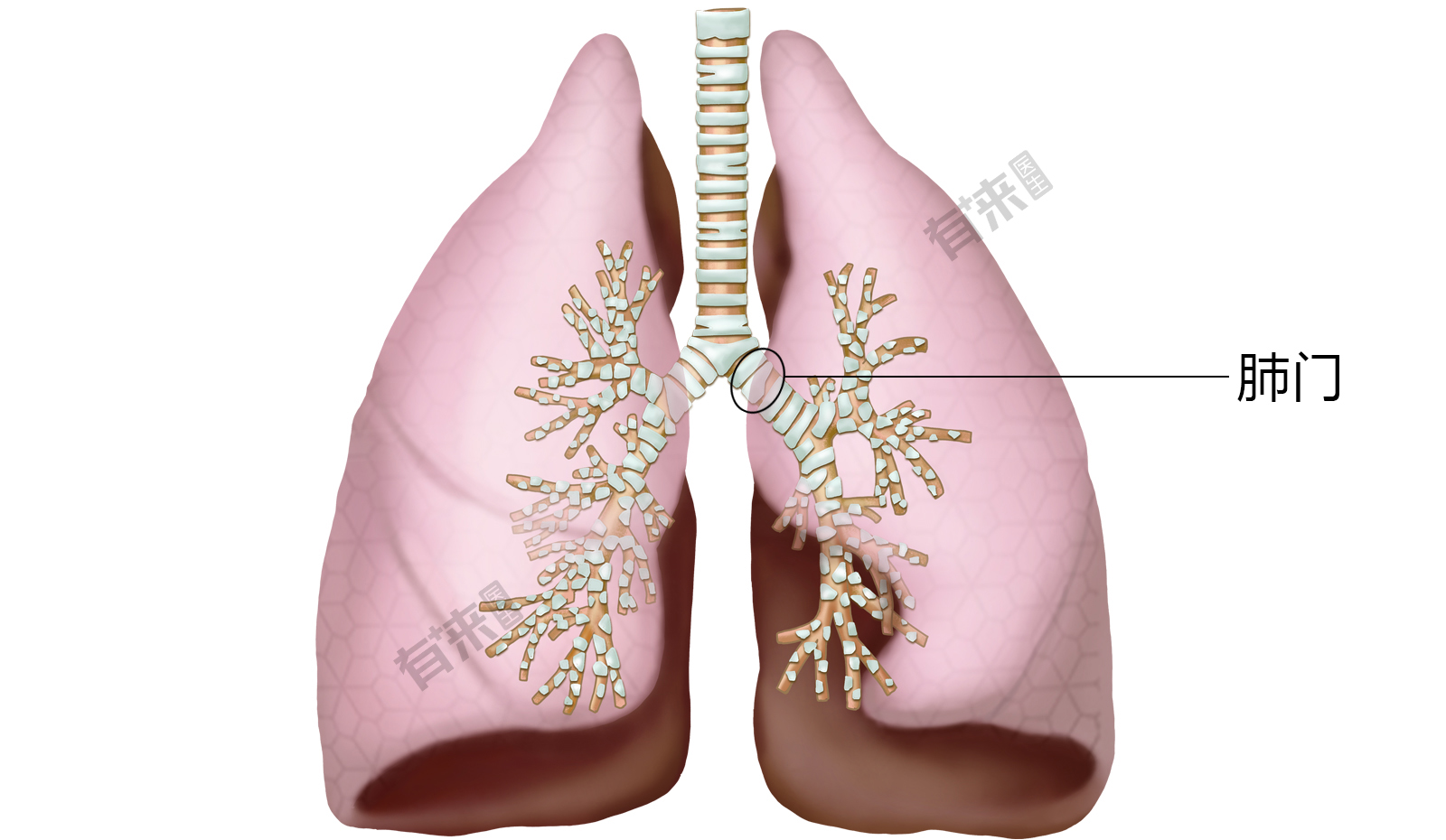肺门在人体位置图图片