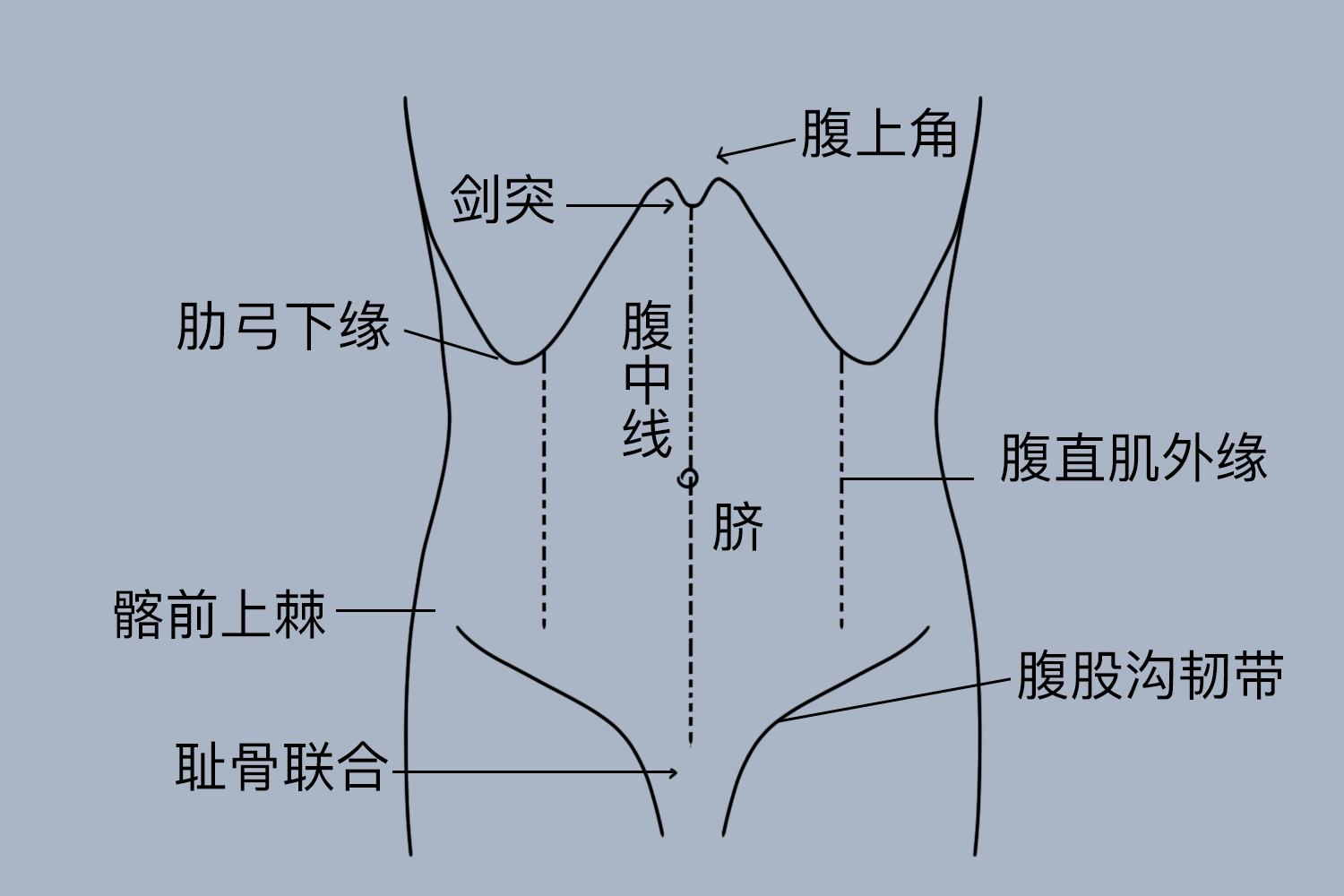 肚子图片位置示意图