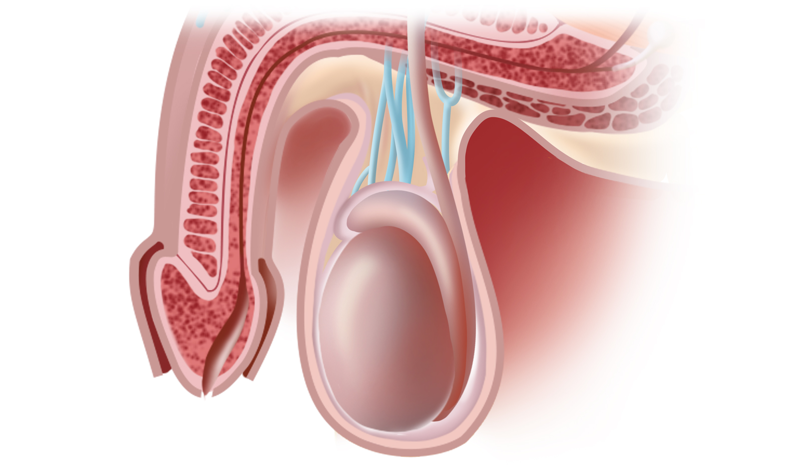 睾丸外部结构图