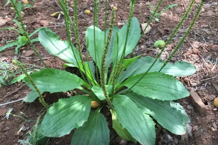 车前草植株图 车前草植株图