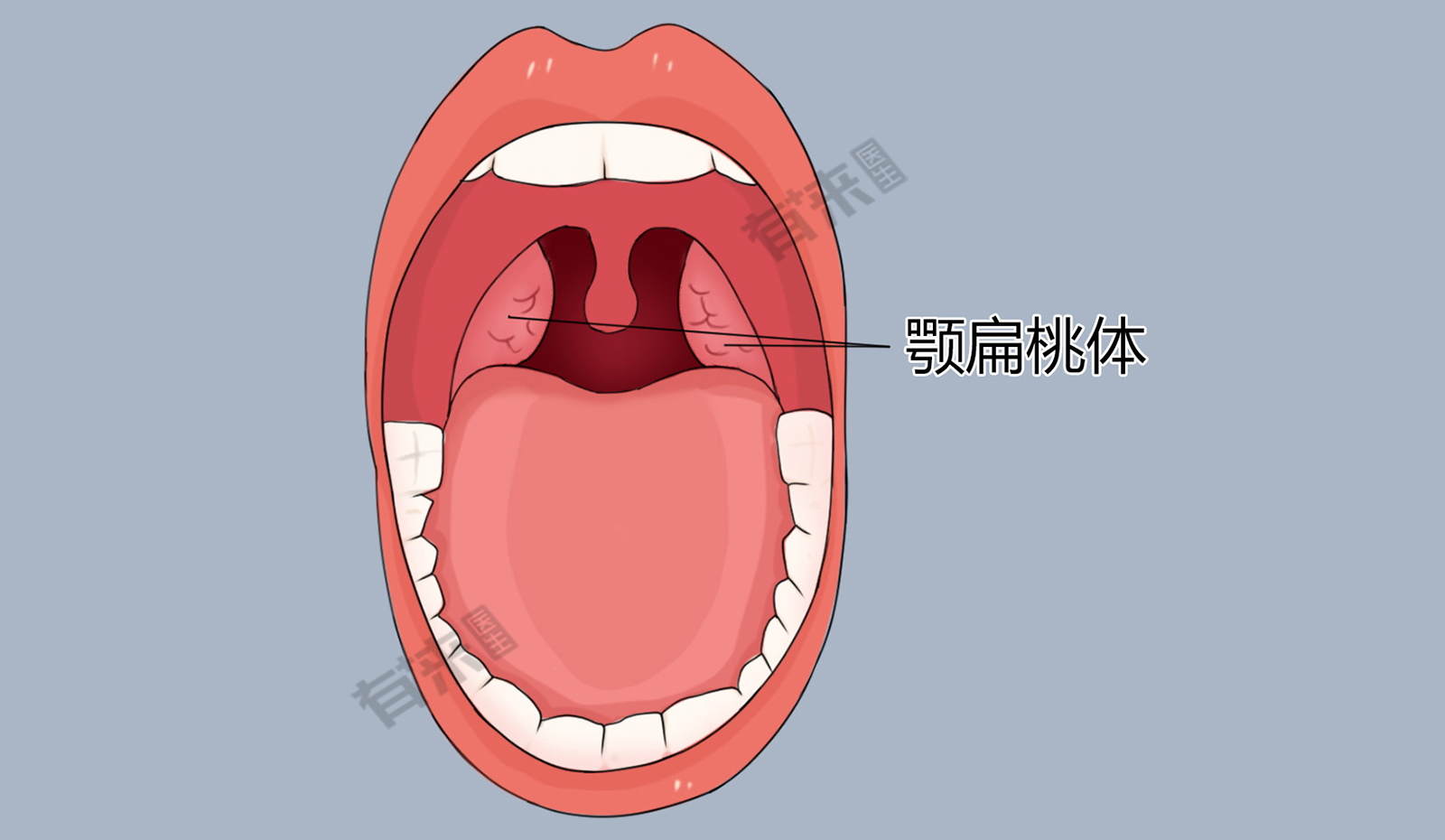 咽喉部解剖扁桃体图片