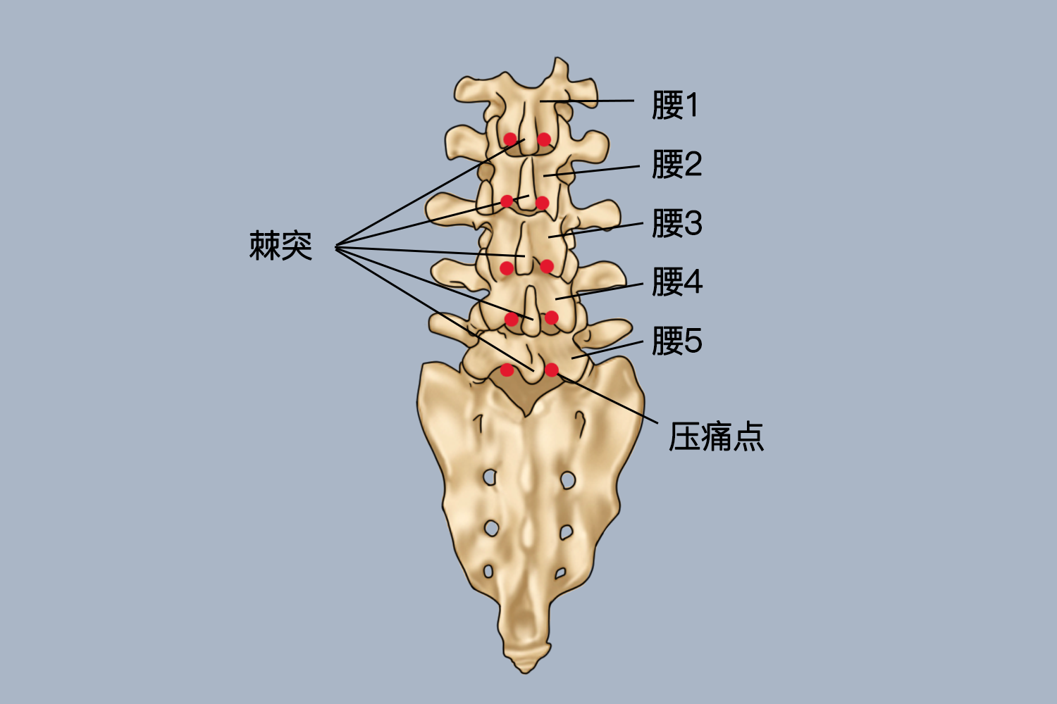 腰脊椎疼痛位置图片图片